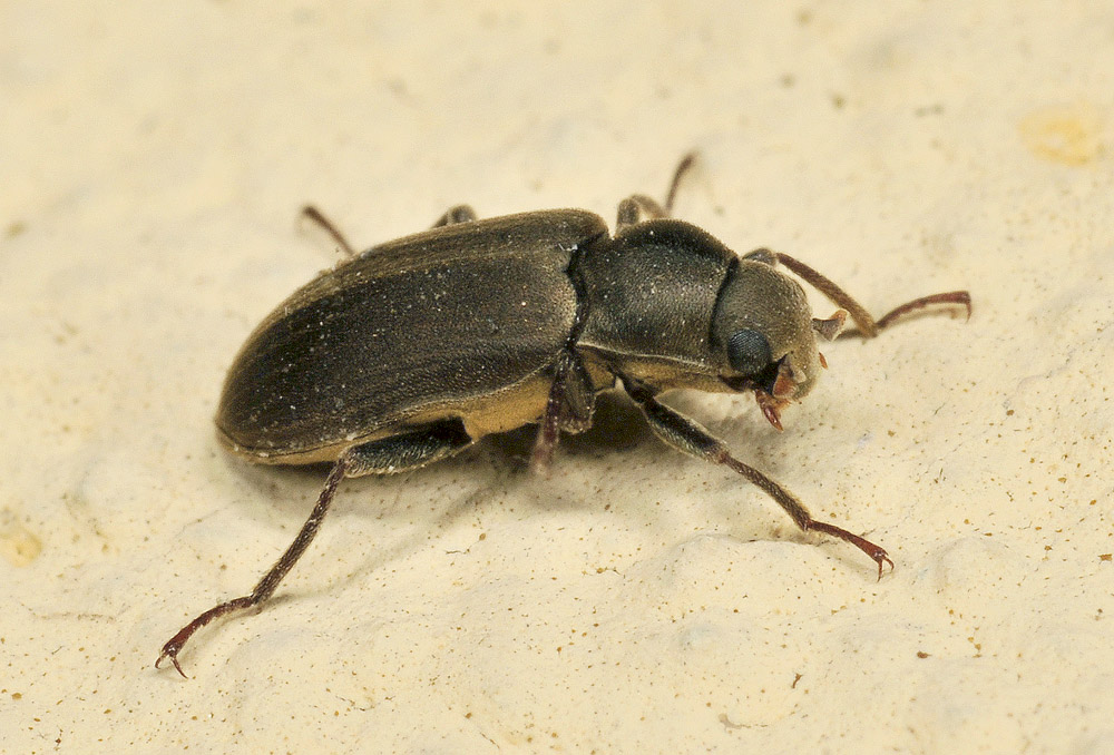 Pomatinus substriatus, Dryopidae